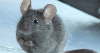 Evdeki fare nasıl uzaklaştırılır? Evdeki fareyi kaçırmak için ne yapmak gerekiyor?