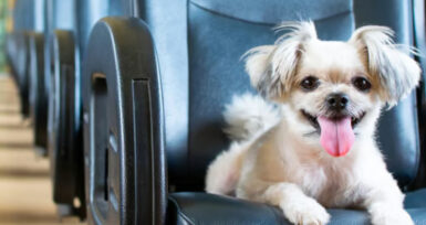 Siz yokken stres yapabilirler! Evcil hayvanlarınız için ev dekorasyonu ipuçları…