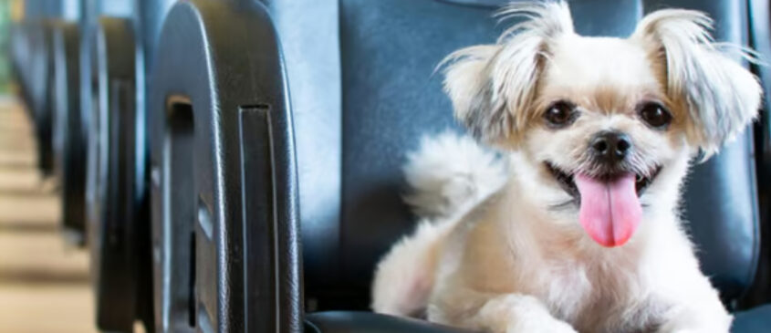 Siz yokken stres yapabilirler! Evcil hayvanlarınız için ev dekorasyonu ipuçları…