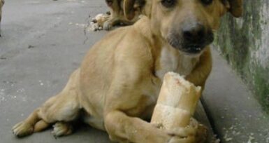 EKMEK YİYEN KÖPEK RESMİ! Elinde ekmek olan köpek…
